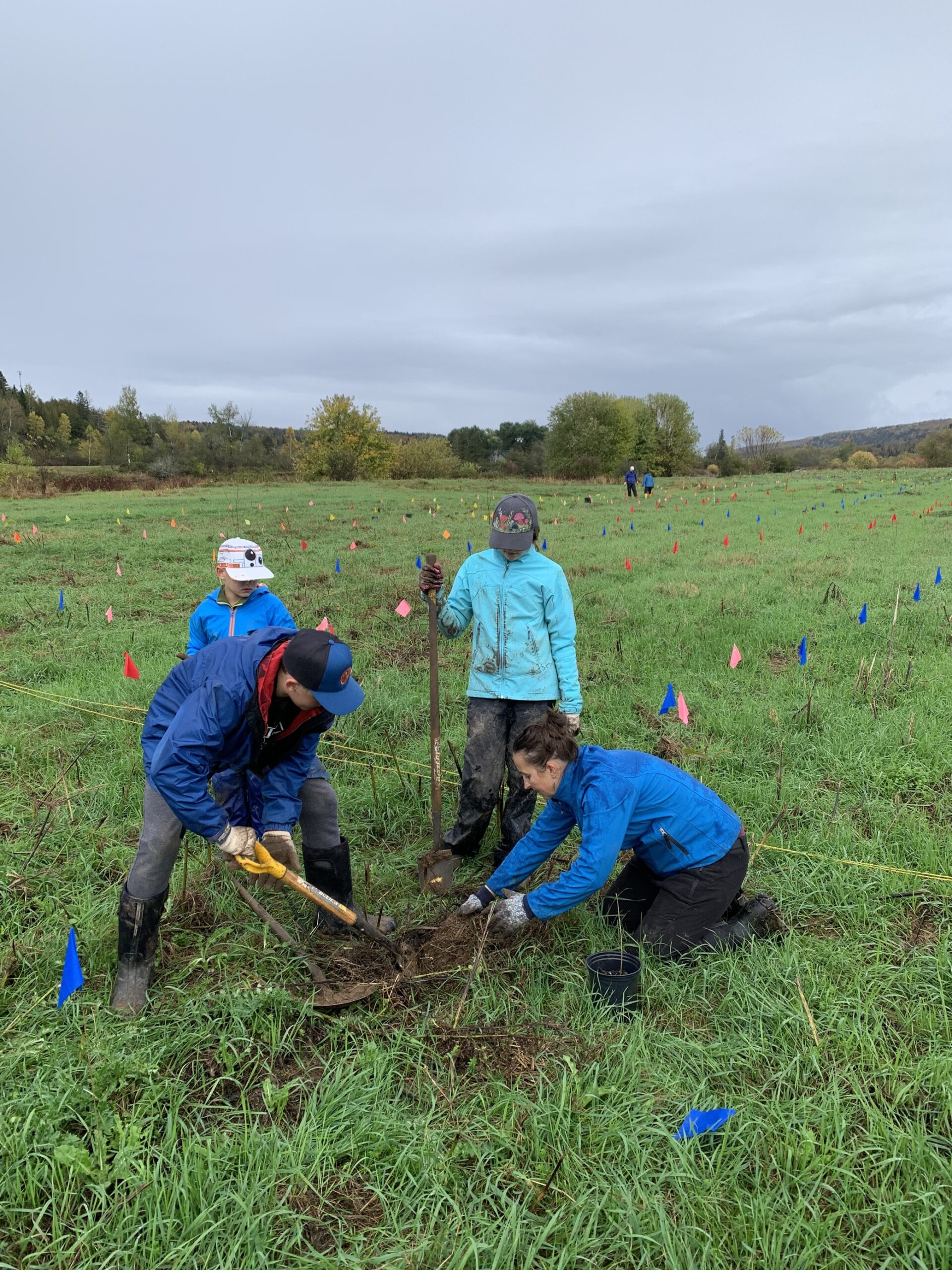 Two adults digging a hole in a field to plant a tree as two children watch. Several colored flags litter the field to mark areas to be planted in and which species