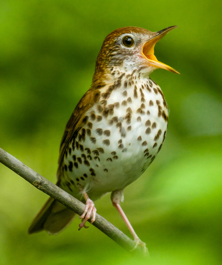 A white and light brown bird with brown spots on its chest. 