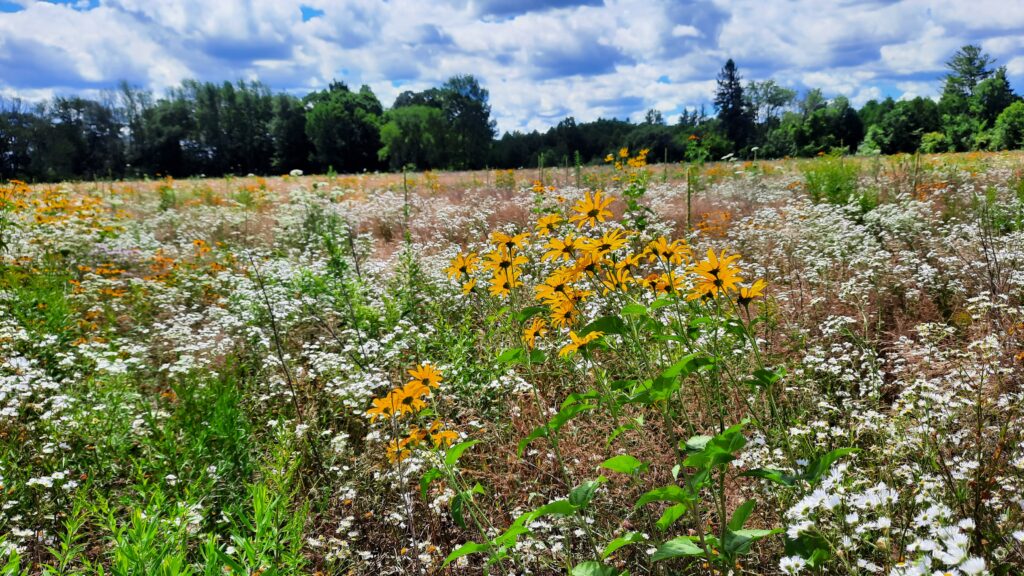 Native wildflowers in bloom in a restored grassland.