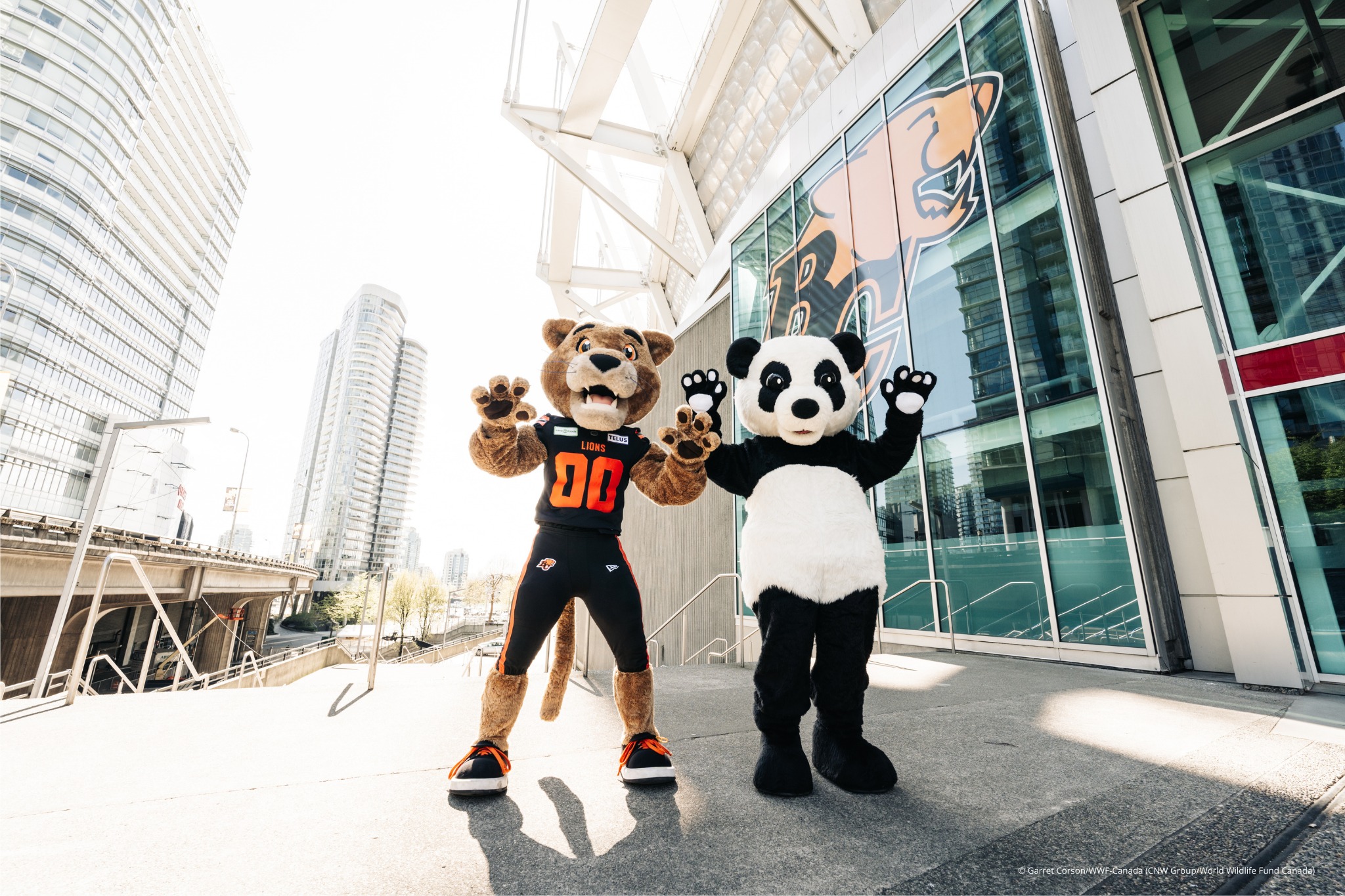 WWF's panda mascot races the BC Lions' mascot Leo at BC Place
