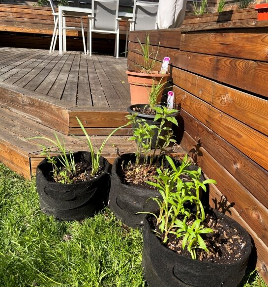 Several species of native plants grow in five pots beside a deck, soaking up sun in an urban backyard.