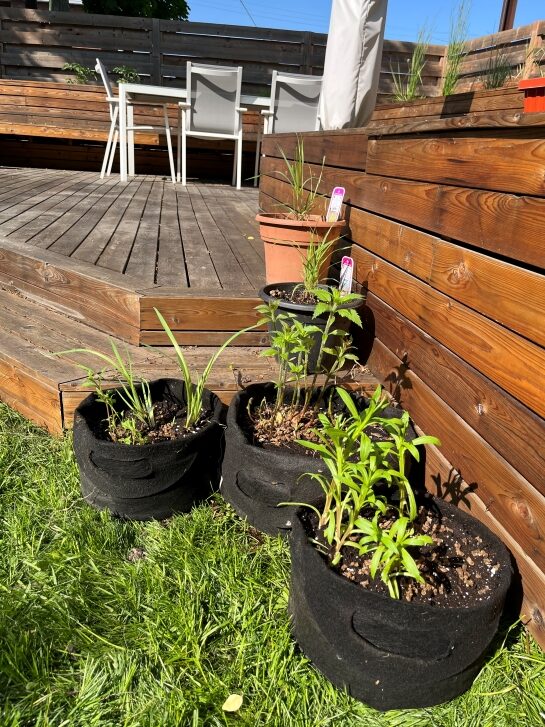 Several species of native plants grow in five pots beside a deck, soaking up sun in an urban backyard.