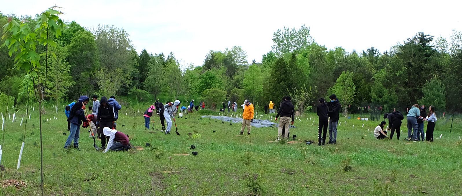 Youth planting native trees.
