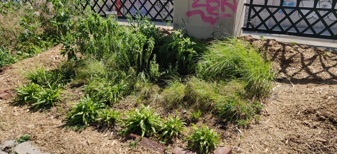 Five or so species of native plants arranged in a rectangular bed, surrounded with mulch and other plants, in front of a fence and a graffitied concrete wall.