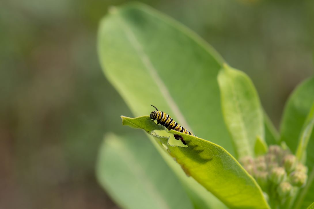 A striped, fleshy caterpillar chews the edge of a leaf with more leaves and flower buds in the background.