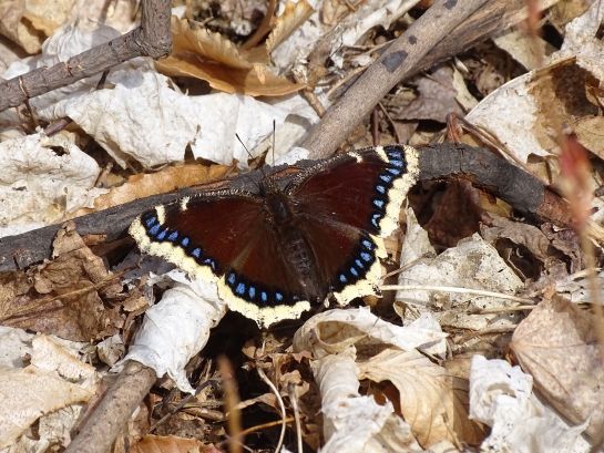 An elegant looking black butterfly with yellow-edged wings sits atop the leaf litter.