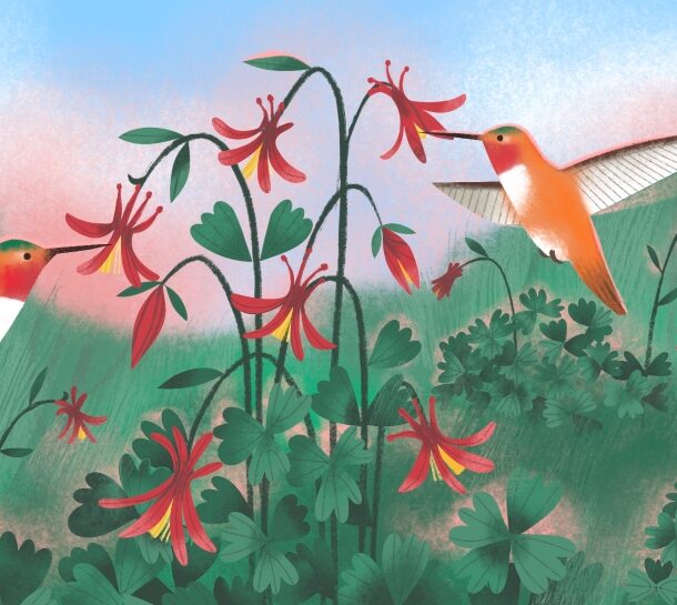 Dry brush strokes illustrate two hummingbirds inserting their bills into red flowers on a graceful-looking plant.