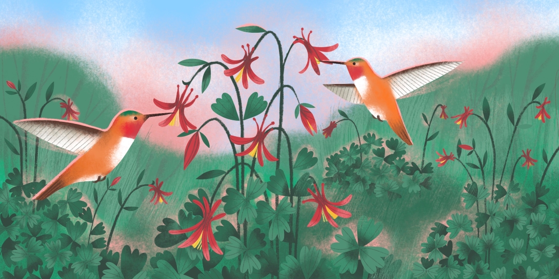 Dry brush strokes illustrate two hummingbirds inserting their bills into red flowers on a graceful-looking plant.