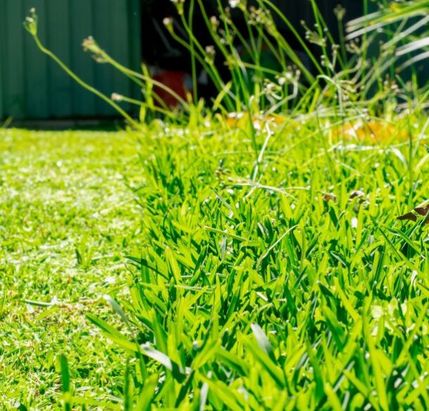 A sharp line divides a lawn with short grass, on the left, from one that has grown longer, with other plants mixed in, on the right.