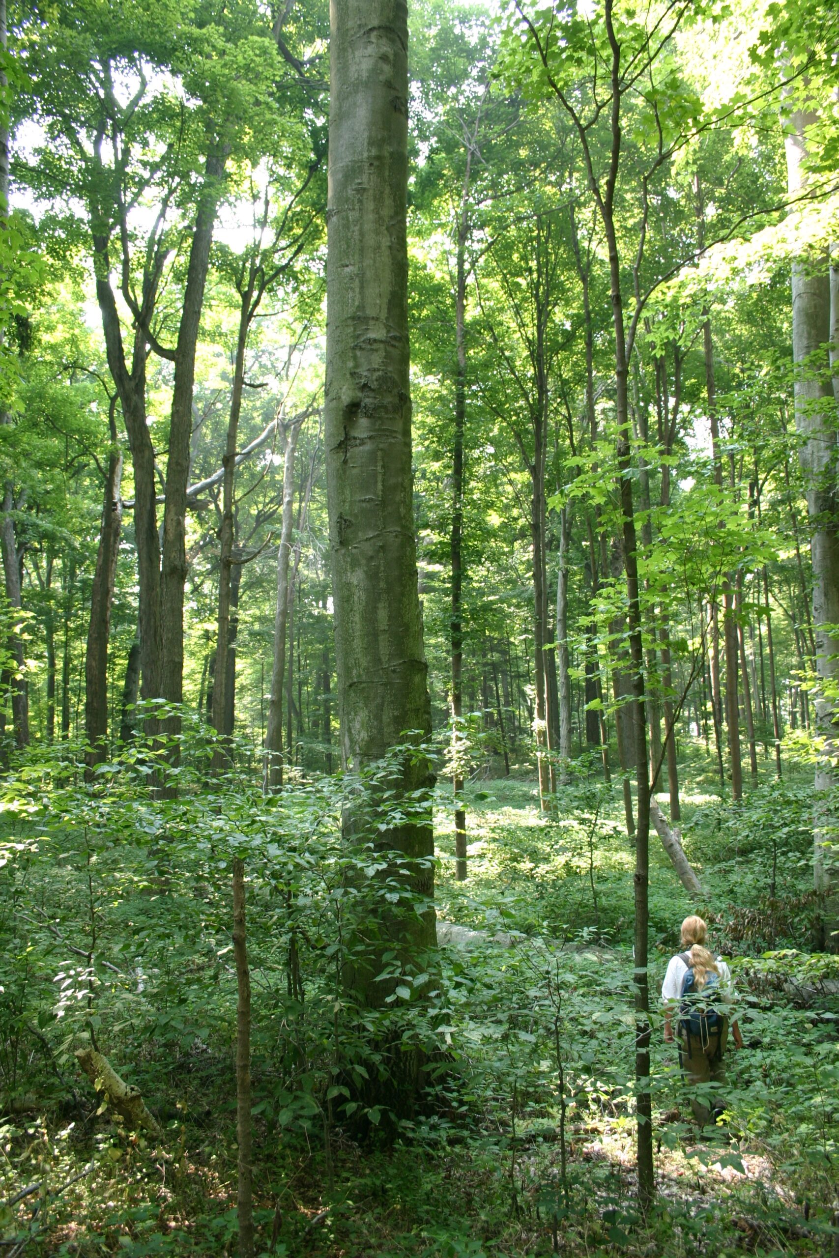 A person walking in a green and lush maple forest. 