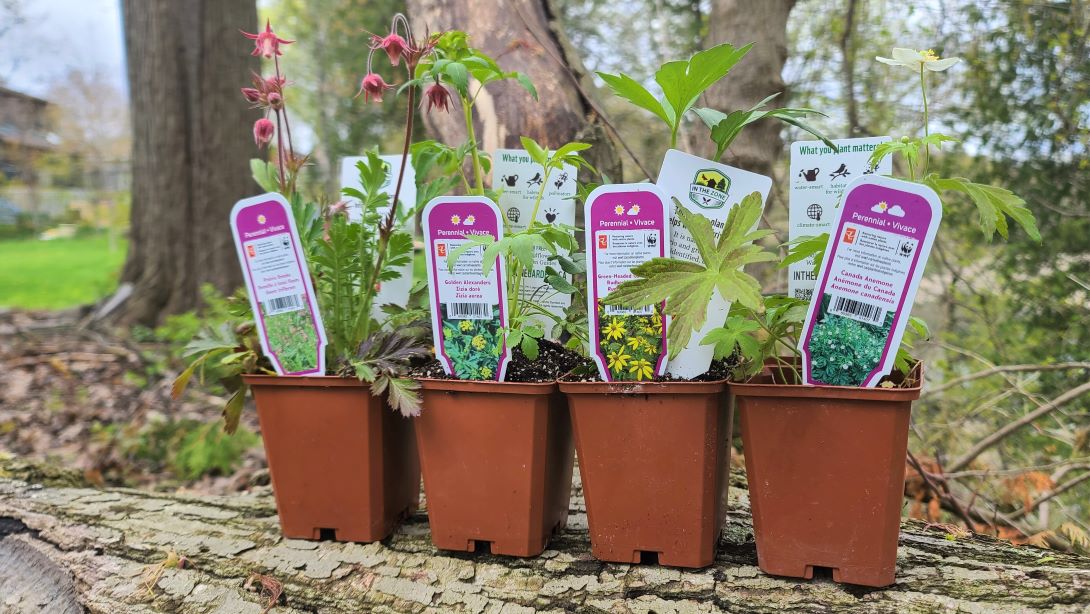 Four young native plants of different species in four-inch posts posed on a log