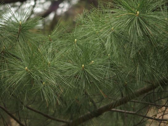 Close-up of a branch of eastern white pine showing its bushy, bristly needles.