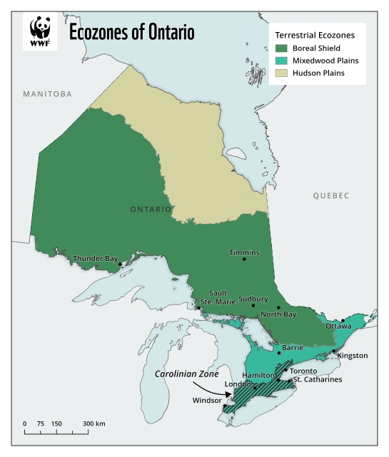 A map of Ontario showing the extent of three terrestrial ecozones: Hudson Plains, Boreal Shield and Mixedwood Plains.