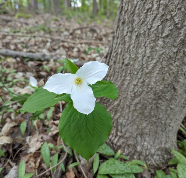 A flower with three white petals blooms among leaf litter at the base of a tree in a forest.