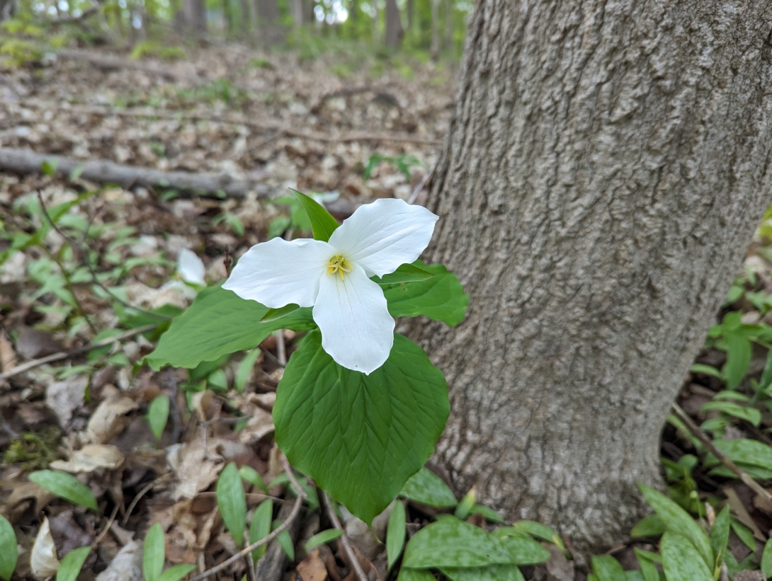 A flower with three white petals blooms among leaf litter at the base of a tree in a forest.