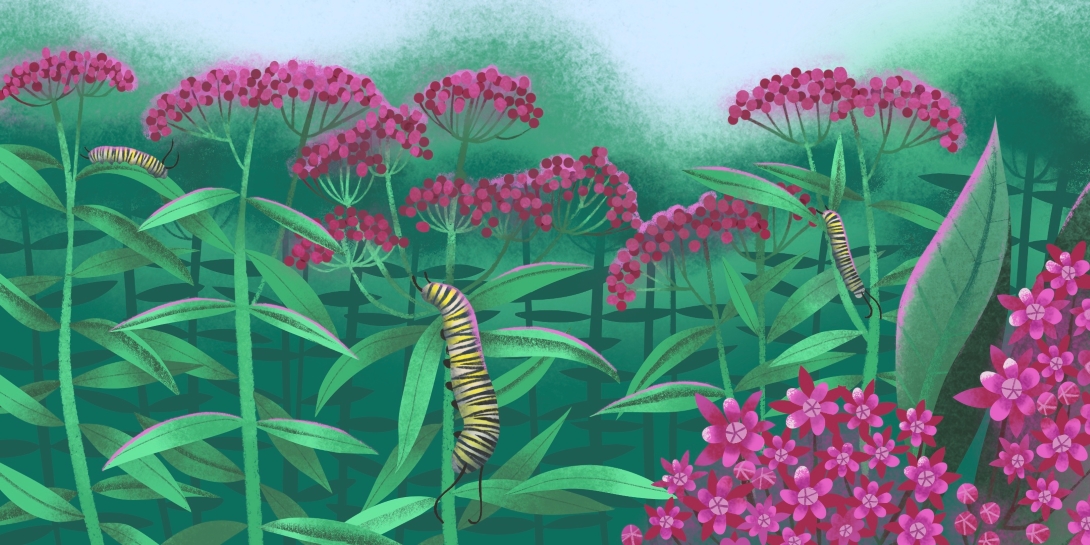 Three smooth, striped caterpillars climb on the leaves and stems of plants topped with clusters of small pink flowers.