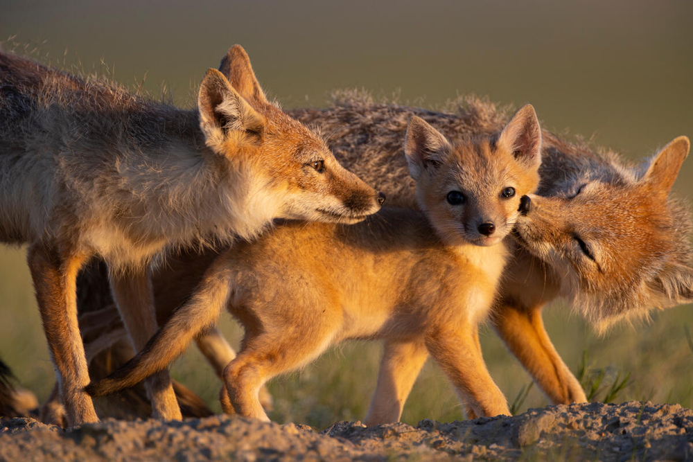 A family of foxes