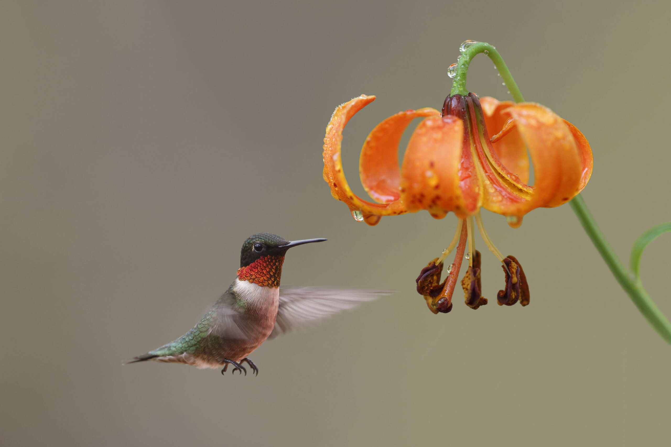 Hummingbird flying beside an orange lily
