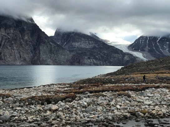 An austere landscape with mountains, a glacier, rippling waters and blueberry plants along a rocky shoreline. A lone person walks among the blueberry plants.