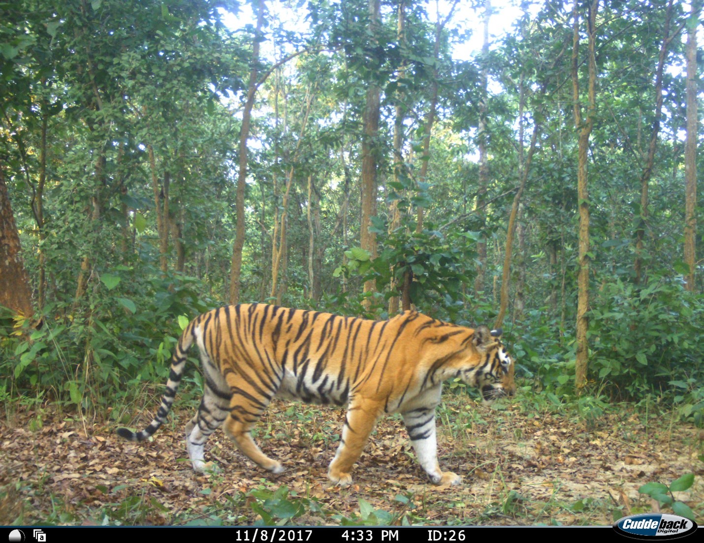 A tiger caught on camera walking through a forest