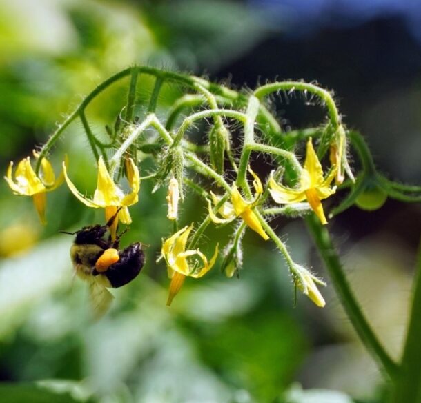 A large bee buzzes its wings as it grasps a downward-pointing tomato flower with its front legs.