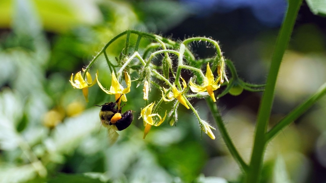 A large bee buzzes its wings as it grasps a downward-pointing tomato flower with its front legs.