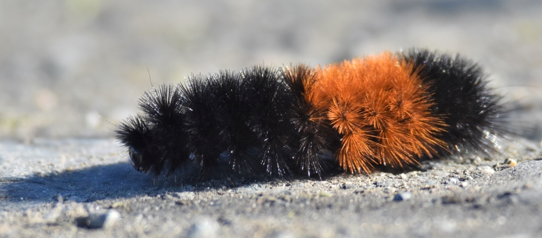 A chunky and hairy black and orange caterpillar walks across a paved surface.
