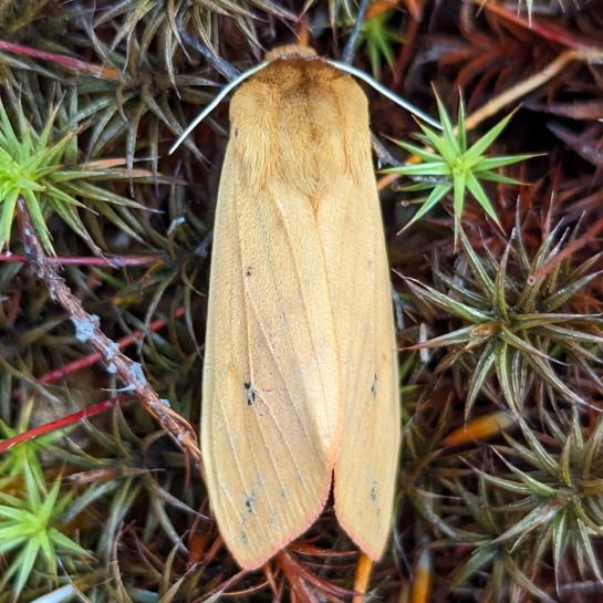 A plain pale yellow moth sits on the ground with wings held over top of its abdomen.