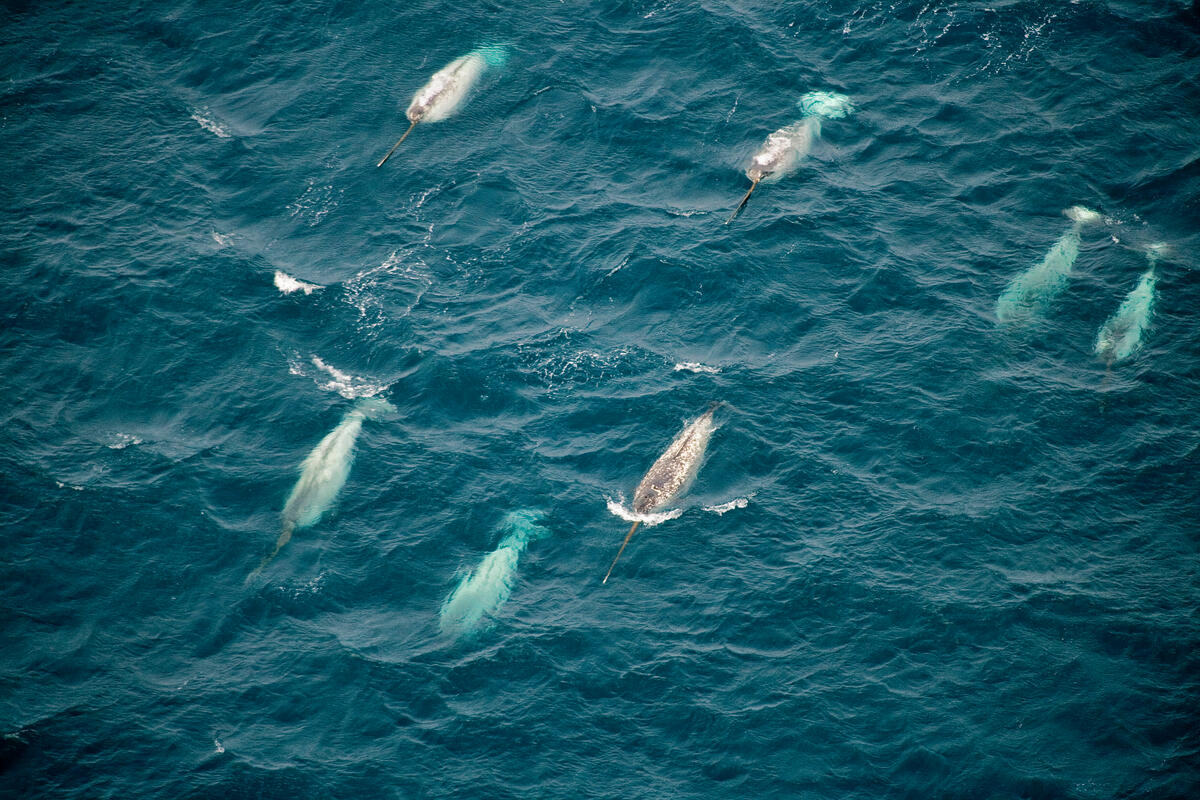 Group of narwhal swimming at the surface of the Arctic Ocean