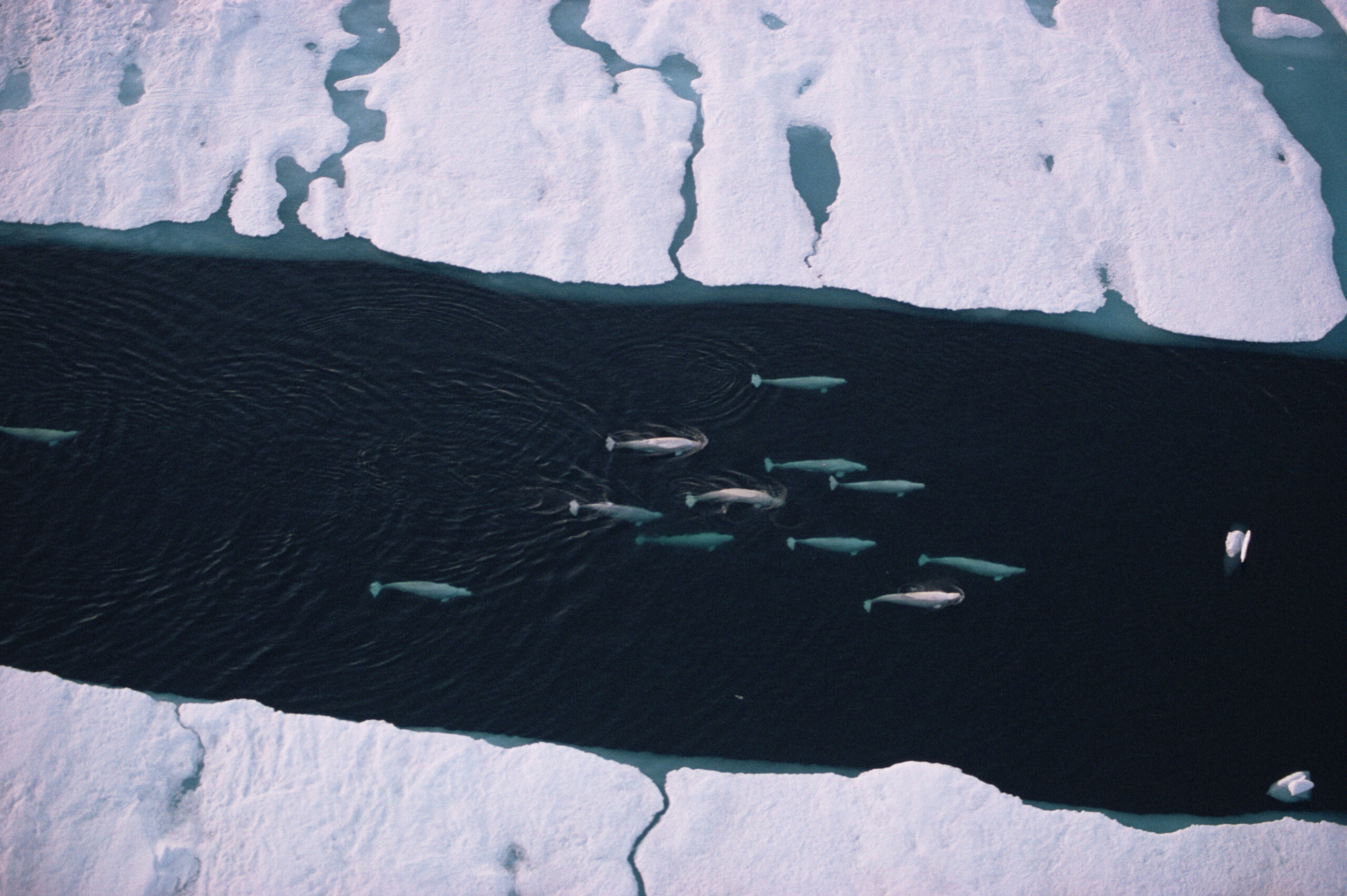 COP16: Protecting Arctic marine biodiversity through ArcNet - WWF.CA