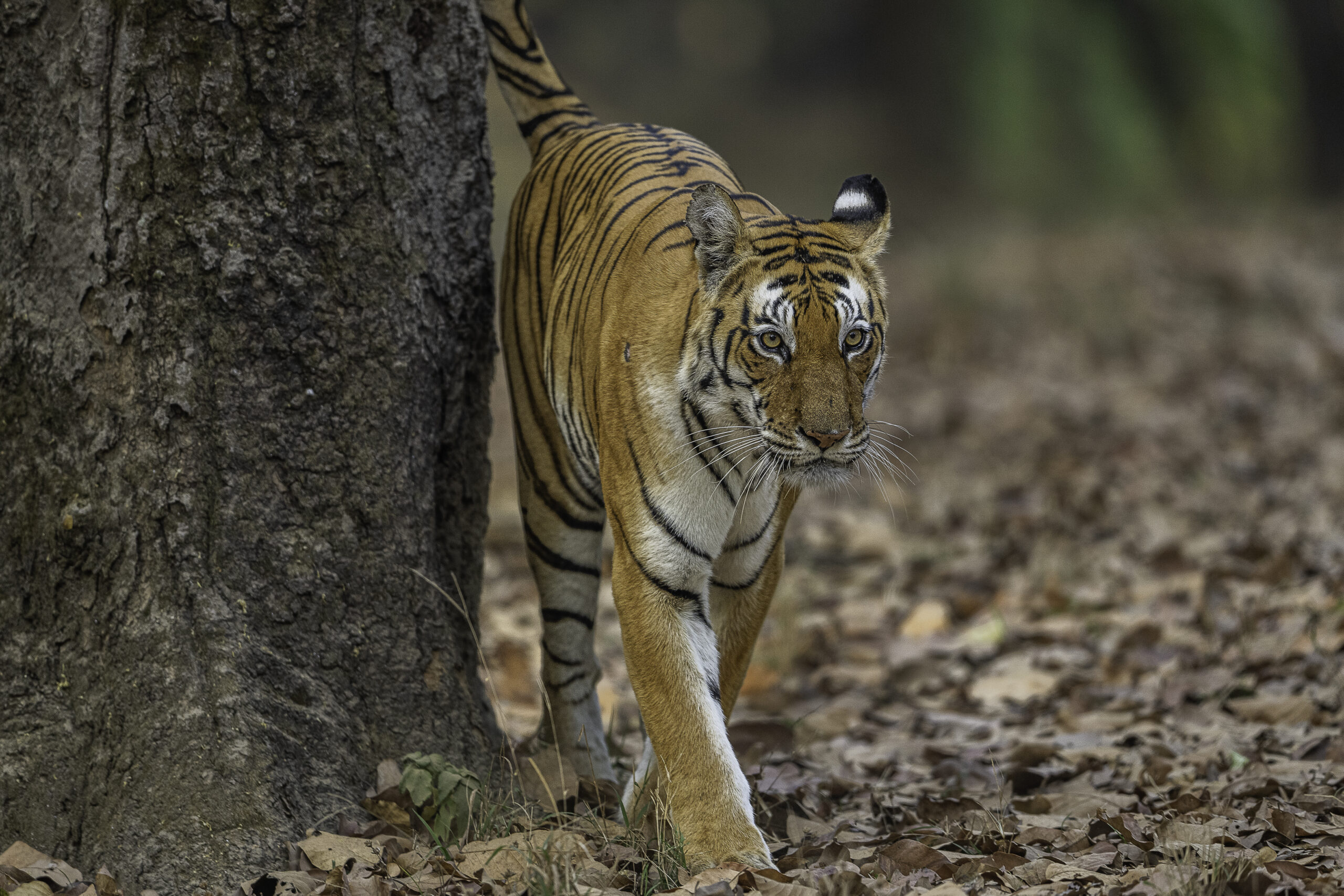 Tiger brushing up against a tree in in Kanha National Park, India.