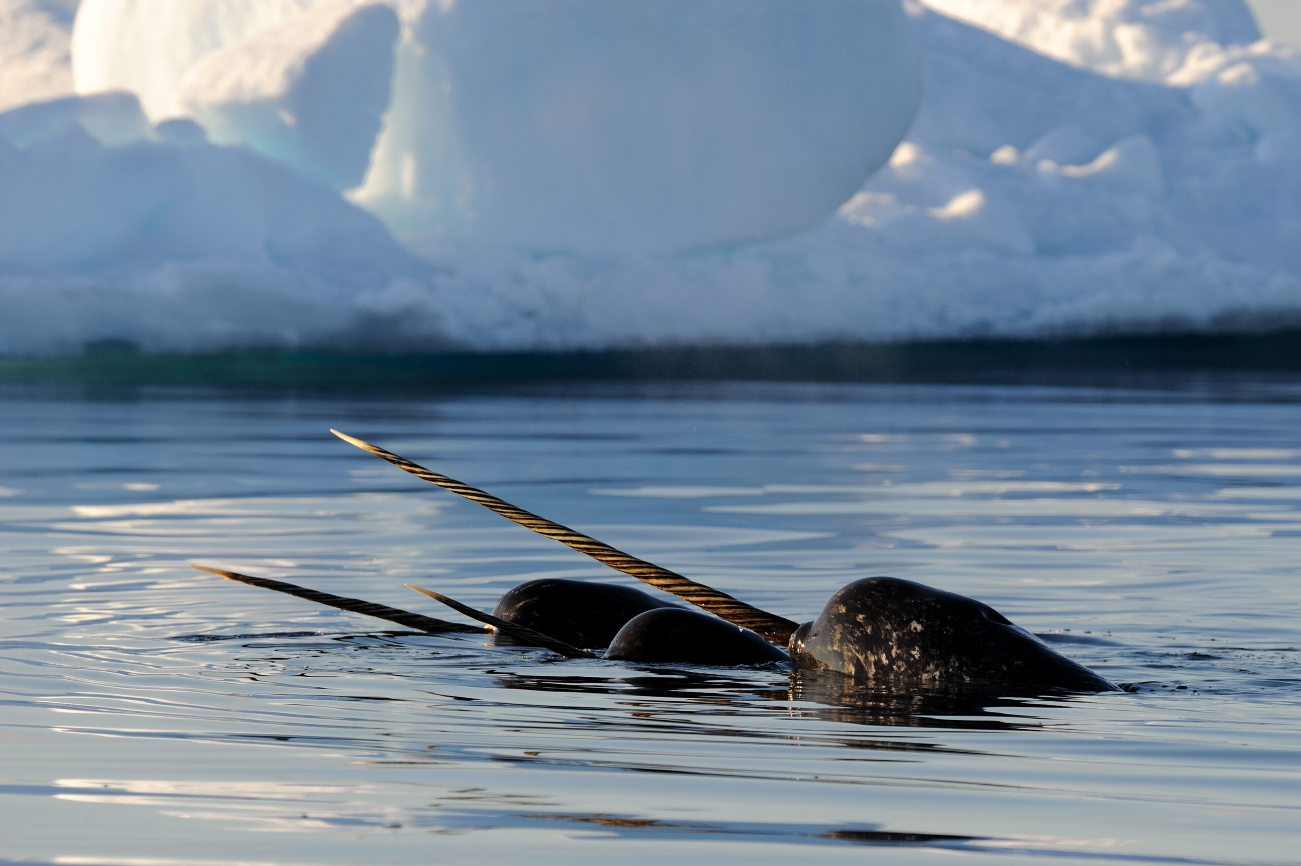 two narwhal with their tusks emerging out of the water surface near snow-covered land