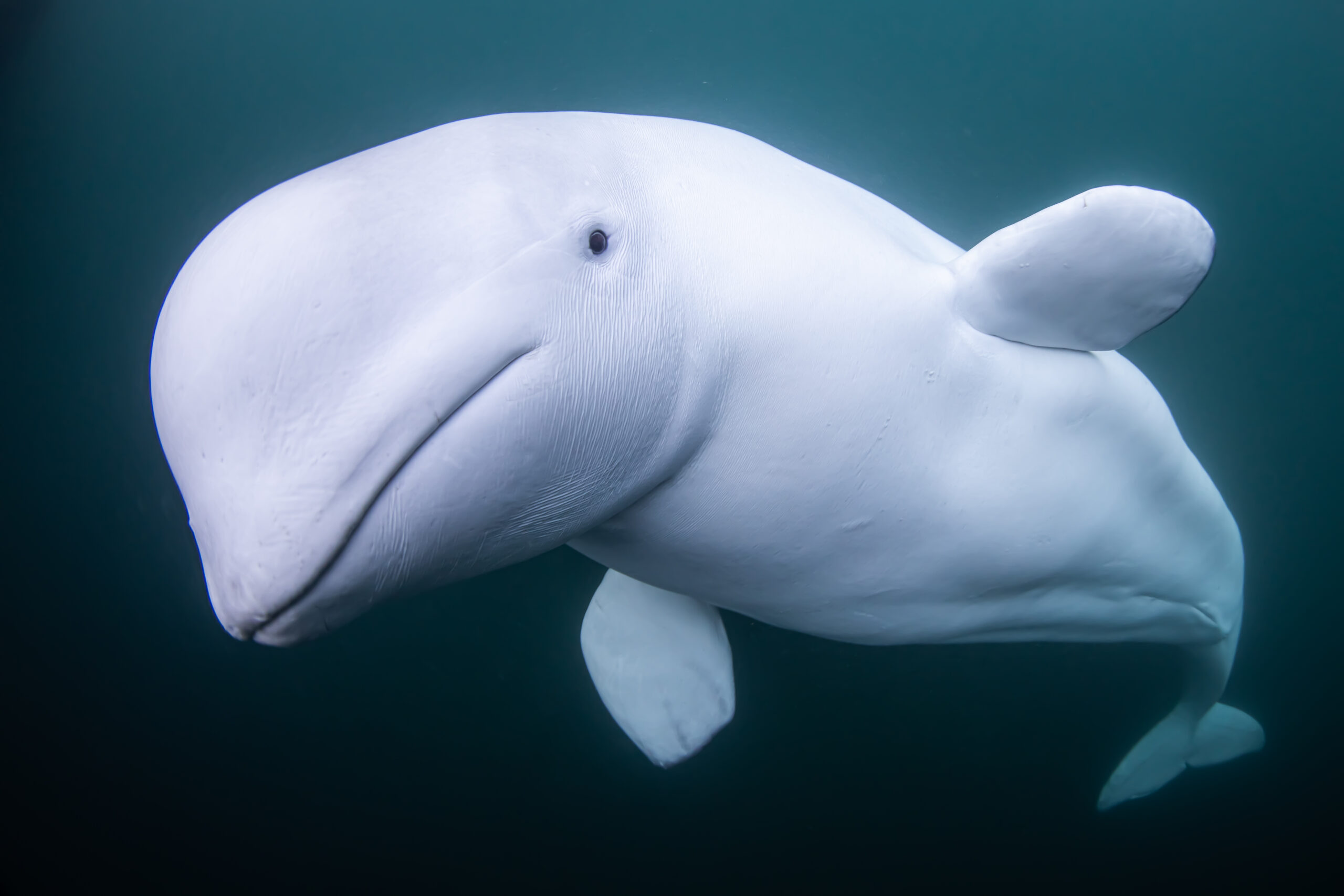 Close-up underwater photo of a white beluga whale