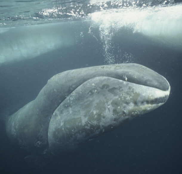Bowhead whale swimming just beneath the surface of the Arctic Ocean
