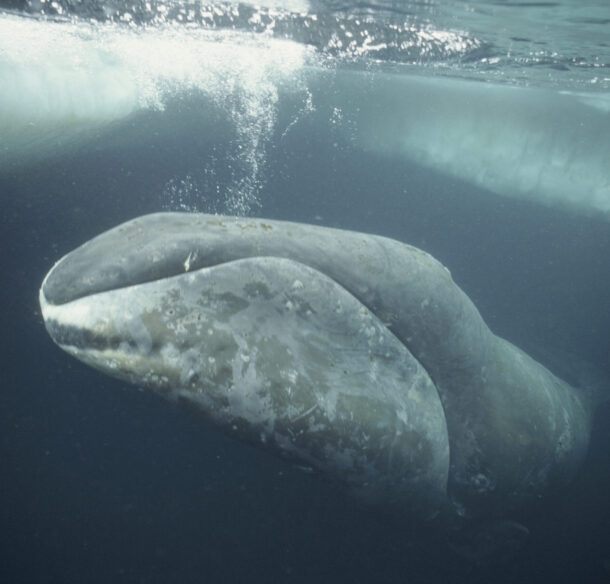 Bowhead whale swimming just beneath the surface of the Arctic Ocean