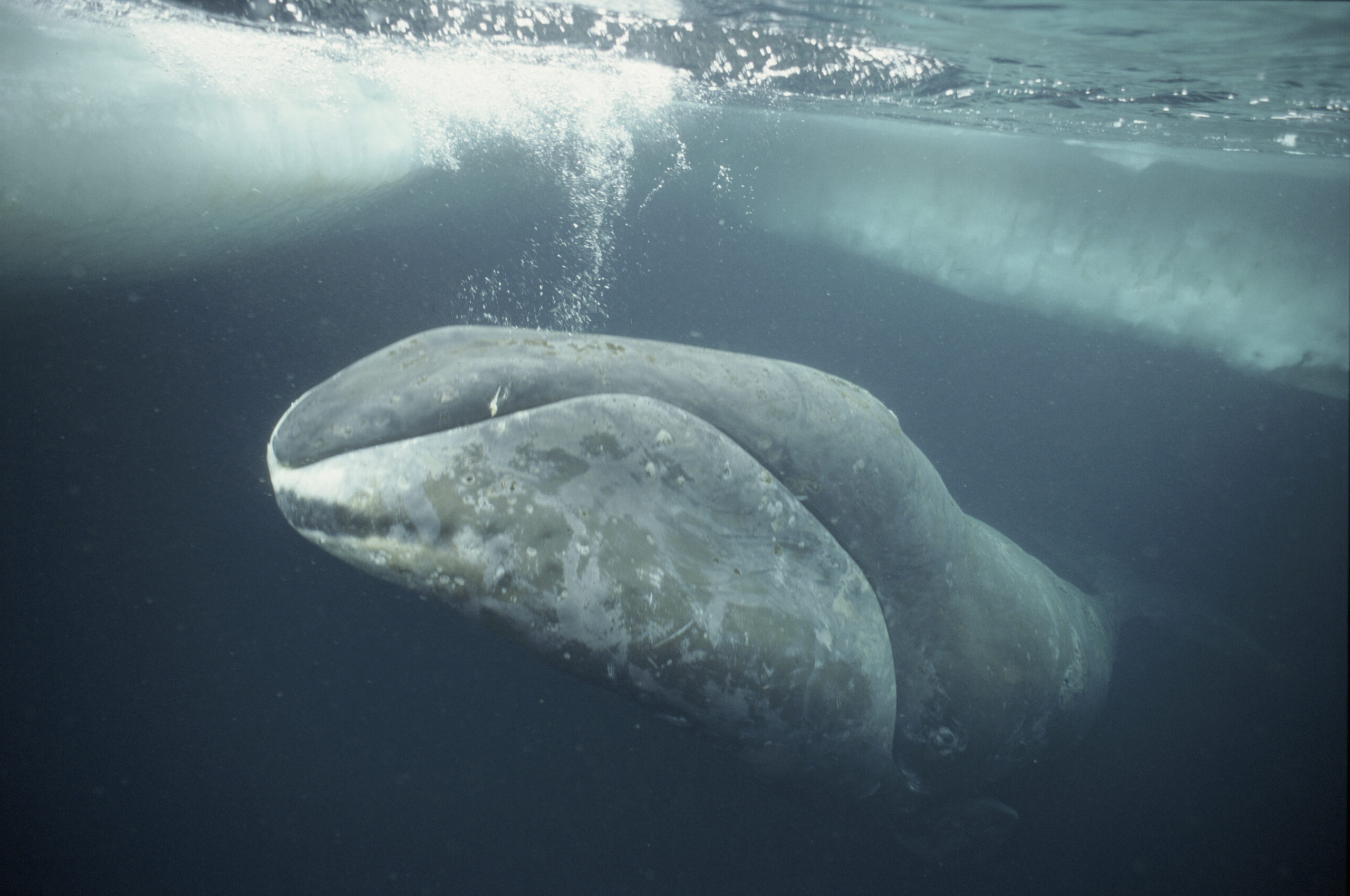 Bowhead whale swimming just beneath the surface of the Arctic Ocean