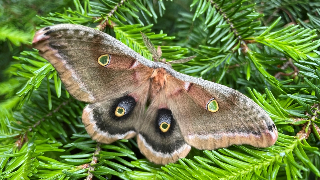 A large brown moth with feathery antennae and four dramatic eye spots on its wings rests on the branches of a deciduous tree.