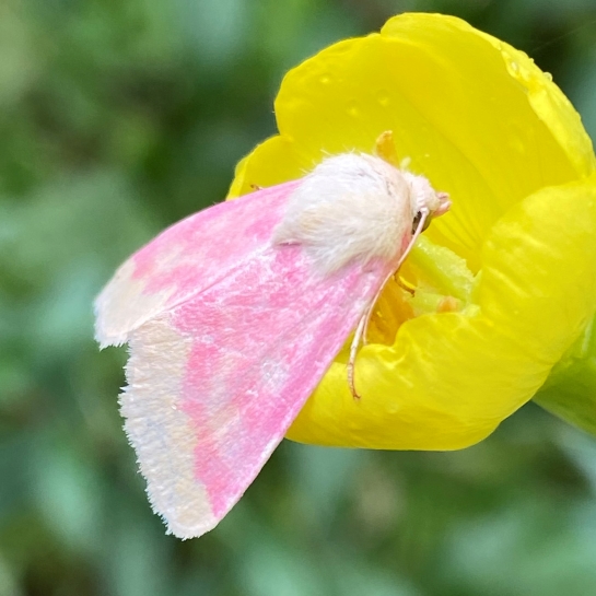 A moth with bright pink wings and a fuzzy yellow thorax perches on a bright yellow evening-primrose flower.