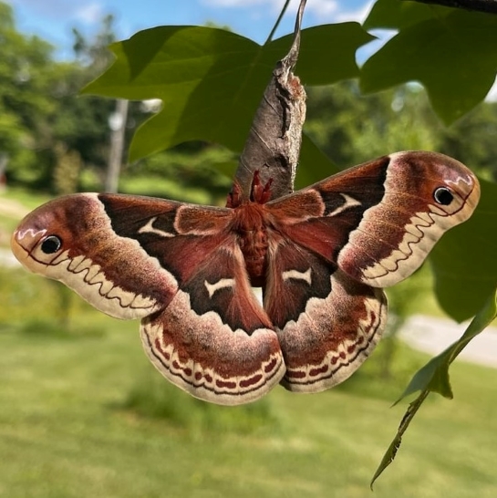 A large reddish-brown and beige moth spreads its wings as it holds onto its empty cocoon suspended from a tulip-tree branch.