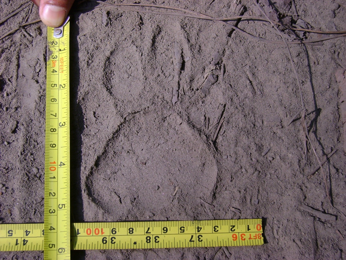 A tape measure beside a tiger footprint in the dirt.