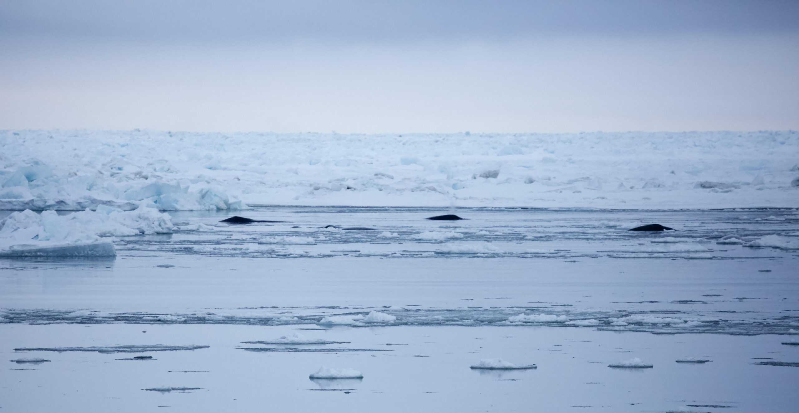 Three bowhead whales breathing near ice