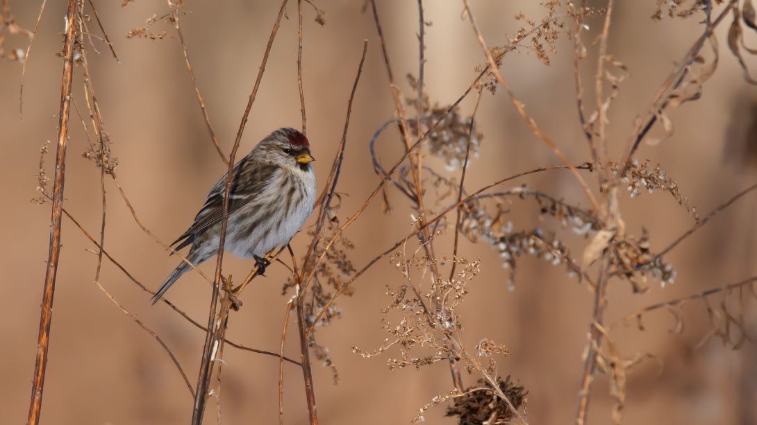 A small, sparrow-like bird perches in a patch of dried plant stems.