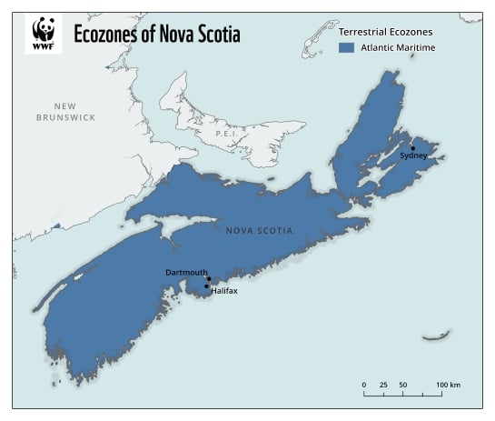 Map displaying the terrestrial ecozone of Nova Scotia, the Atlantic Maritime ecozone.