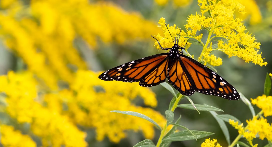 A monarch butterfly perched on blooming yellow flowers against a backdrop of more yellow flowers.