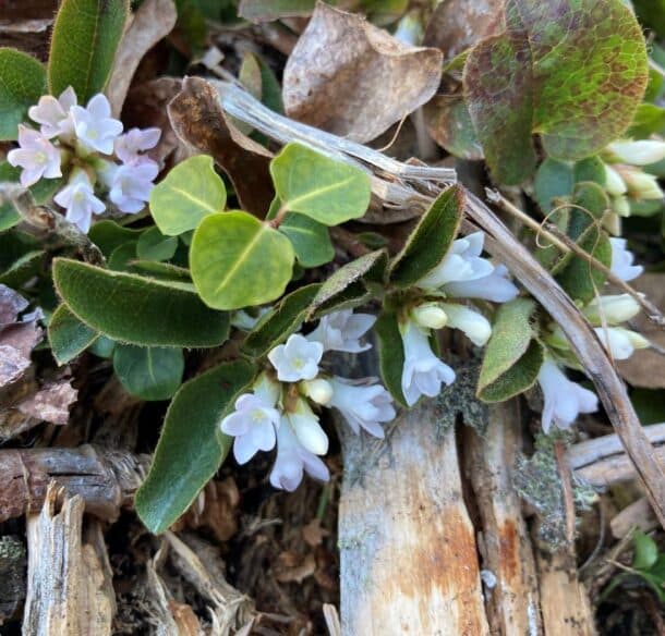 Pale pink star-shaped flowers bloom among fuzzy green leaves on a short plant growing between fallen branches and leaves.