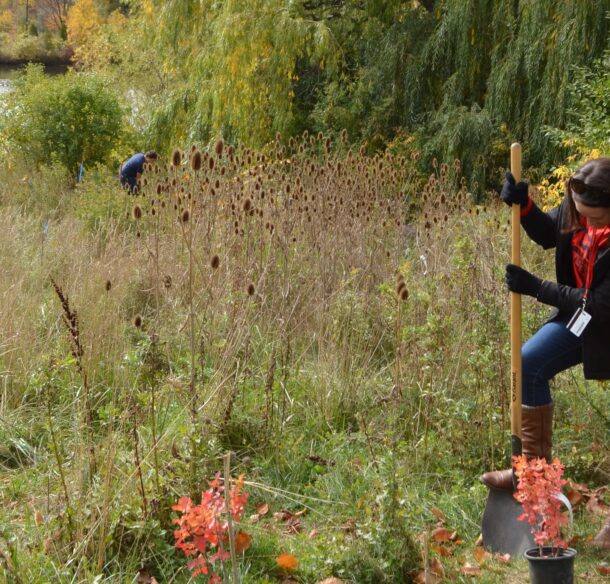 A person digs a hole for a sapling in a meadow as more people plant trees in the background.