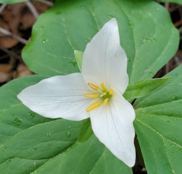 Close-up of a three-petaled white flower growing on the forest floor