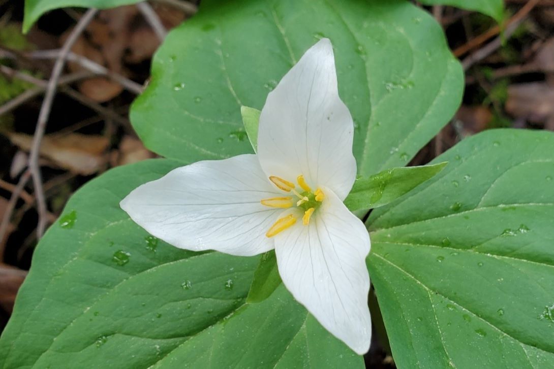 Close-up of a three-petaled white flower growing on the forest floor