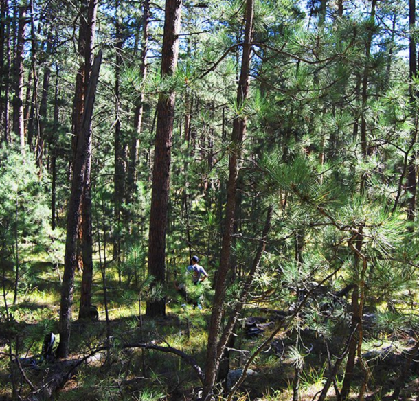 Forest with dense understory and person walking among the trees