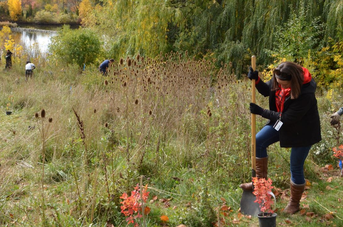 A person uses a shovel to dig in a meadow beside saplings in pots, while other people dig in the background.